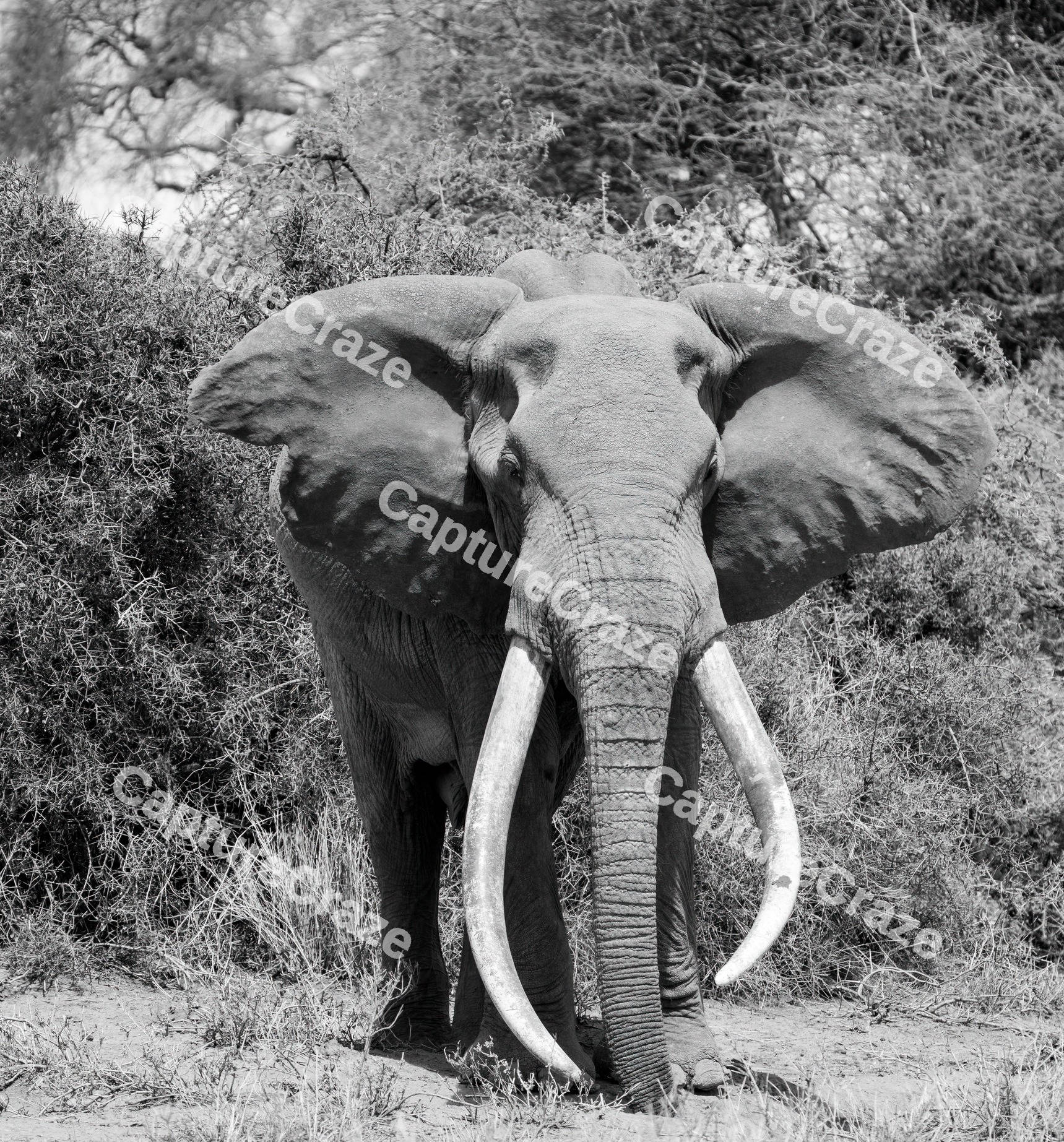 African Bull Elephant